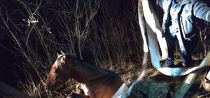 Минутка доброты: под Запорожьем спасали упавшую в колодец лошадь