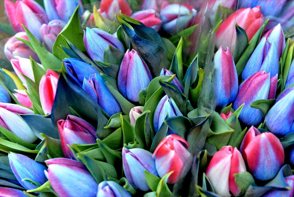 Новость - Досуг и еда - Украсят сказку: на Спивочем поле откроется выставка тюльпанов