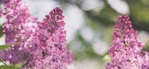 Дихай глибше: на Стуса може нарешті перестати смердіти