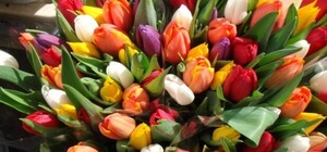 Придется потерпеть: открытие выставки тюльпанов на Спивочем поле перенесли из-за непогоды