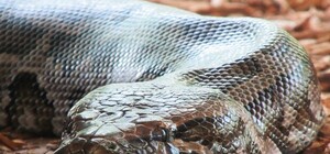 На Академгородке по жилому дому ползает сбежавший питон