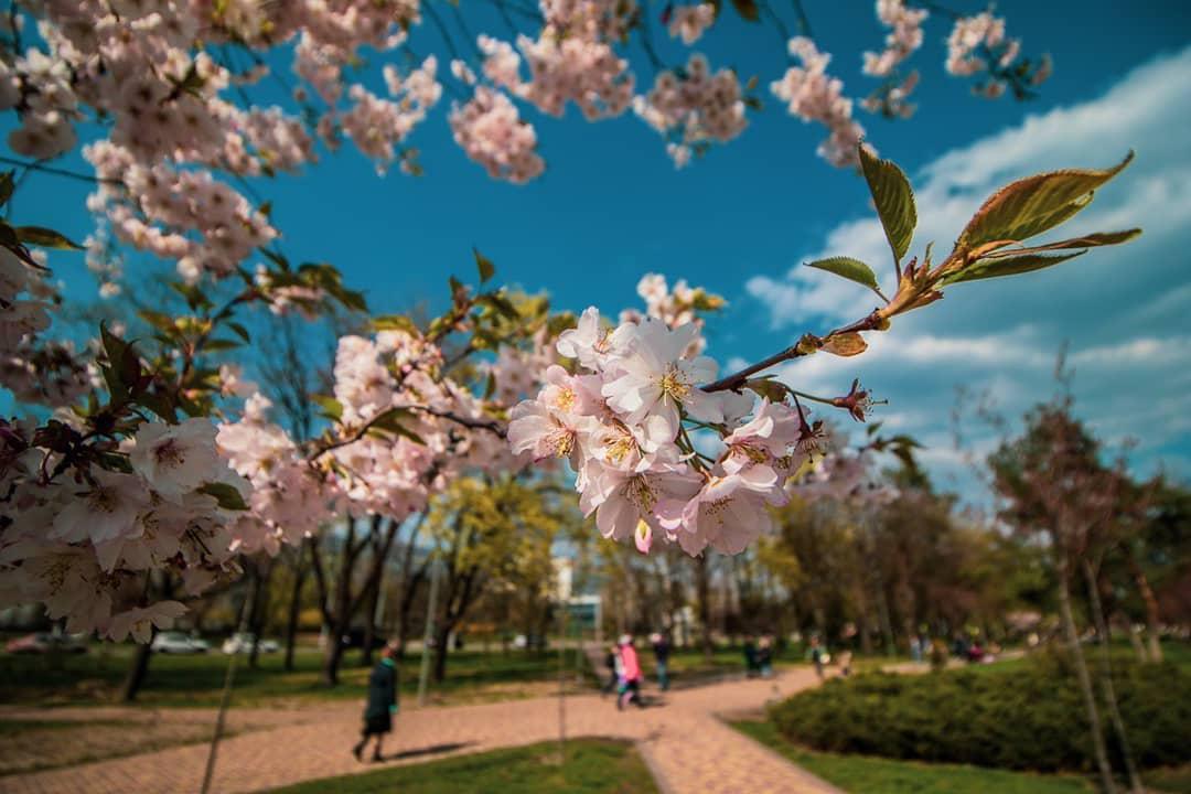 В парке "Киото" цветет сакура / Роман Барабаш / Информатор