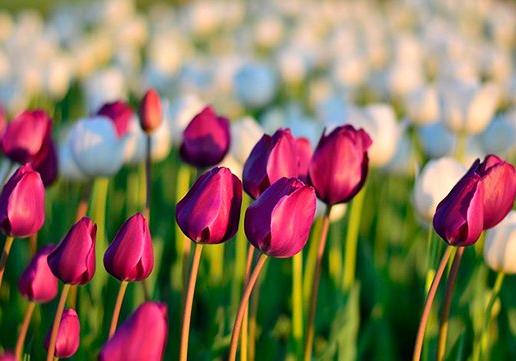 Новость - События - Приходи смотреть: завтра в Киеве открывается выставка тюльпанов