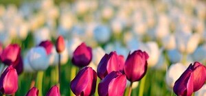 Приходи смотреть: завтра в Киеве открывается выставка тюльпанов