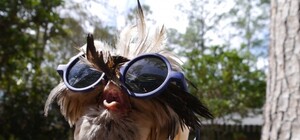 Мимо Ряба пролетала: на площади Героев Майдана установили золотое яйцо