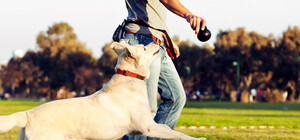 Выводи Барсика в парк: какая погода сегодня в Днепре