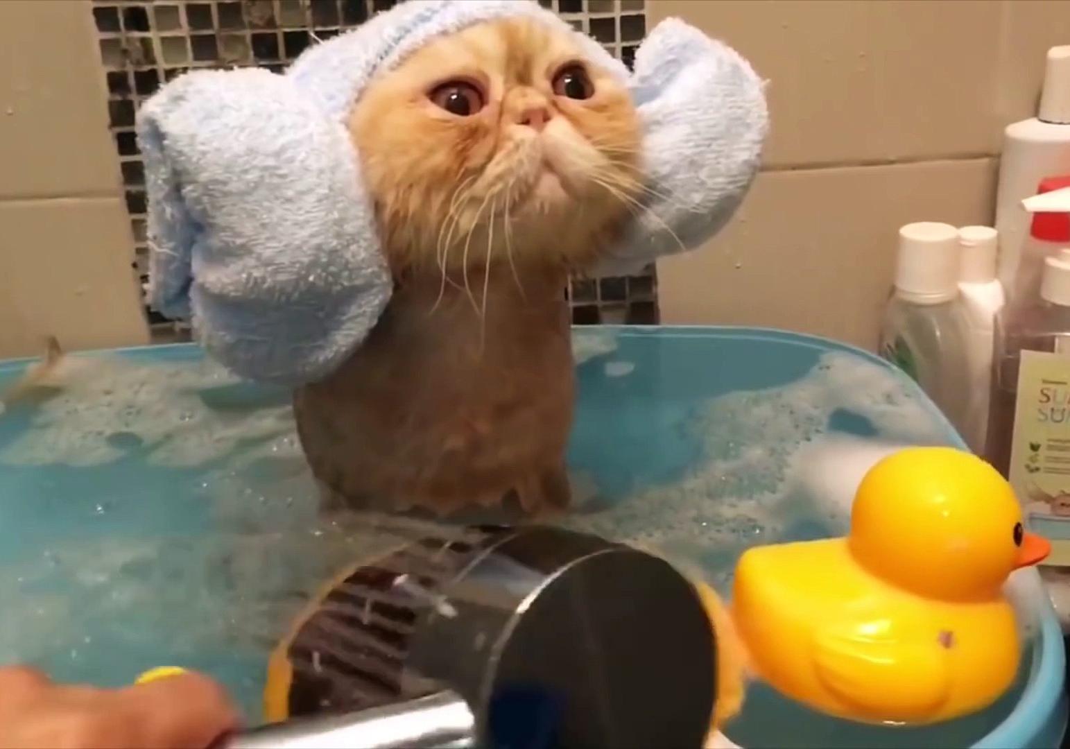 Котик купается в душе