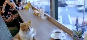 Бери ноут с собой: 8 кафе в Днепре, где можно поработать