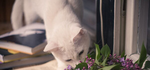 Вдыхай ароматы сирени: какая погода сегодня в Запорожье