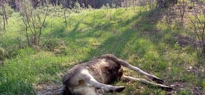 Застрелили и оставили: под Харьковом убили беременную лосиху