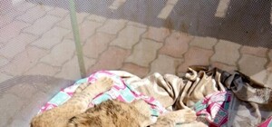 Начни день с умиления: в бердянском зоопарке подрастают новорожденные львята