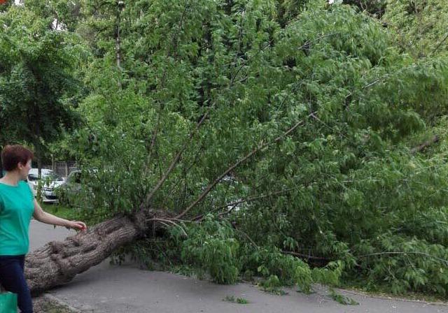 В Святошинском районе упавшее дерево заблокировало дорогу / facebook.com / KyivOperativ