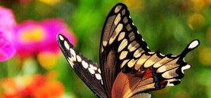 Делай селфи: Севастополь 