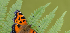 Получи ответ: почему в Киеве нашествие бабочек