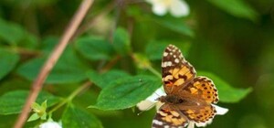 На Полтавщине нашествия бабочек: почему их так много