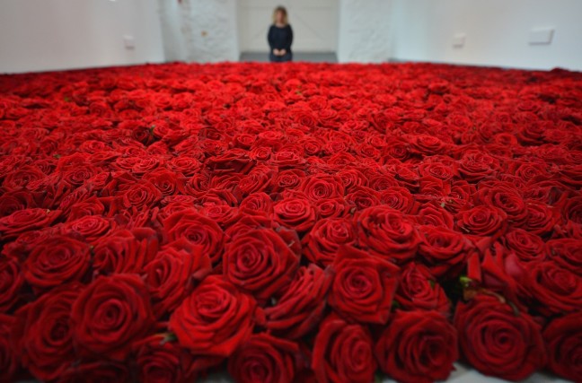 Новость - Досуг и еда - Миллион, миллион, миллион: киевлян зовут понаблюдать за цветением необычных роз