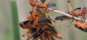 Крыму угрожает новая опасность: такого на полуострове еще никогда не было