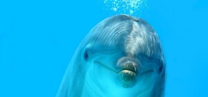 В Одессе снова нашли мертвого дельфина: горожане считают, что его убила зеленая вода