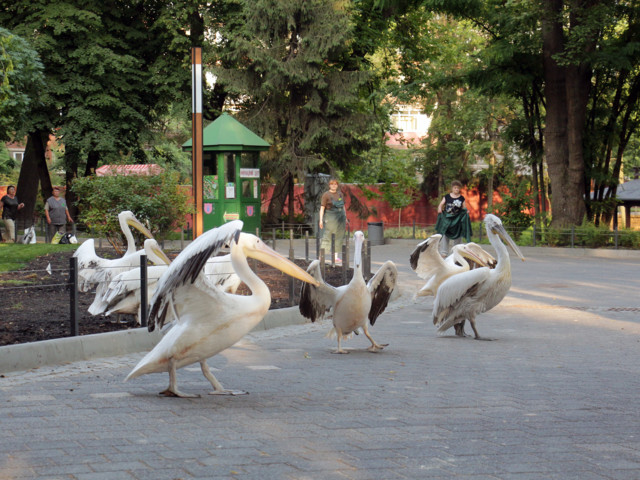 13 июня в Киевском зоопарке в чистое озеро заселили пеликанов / "Киевский зоопарк"