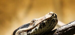 Спрятался: на Новобеличах нашли удава, который якобы сбежал от хозяев