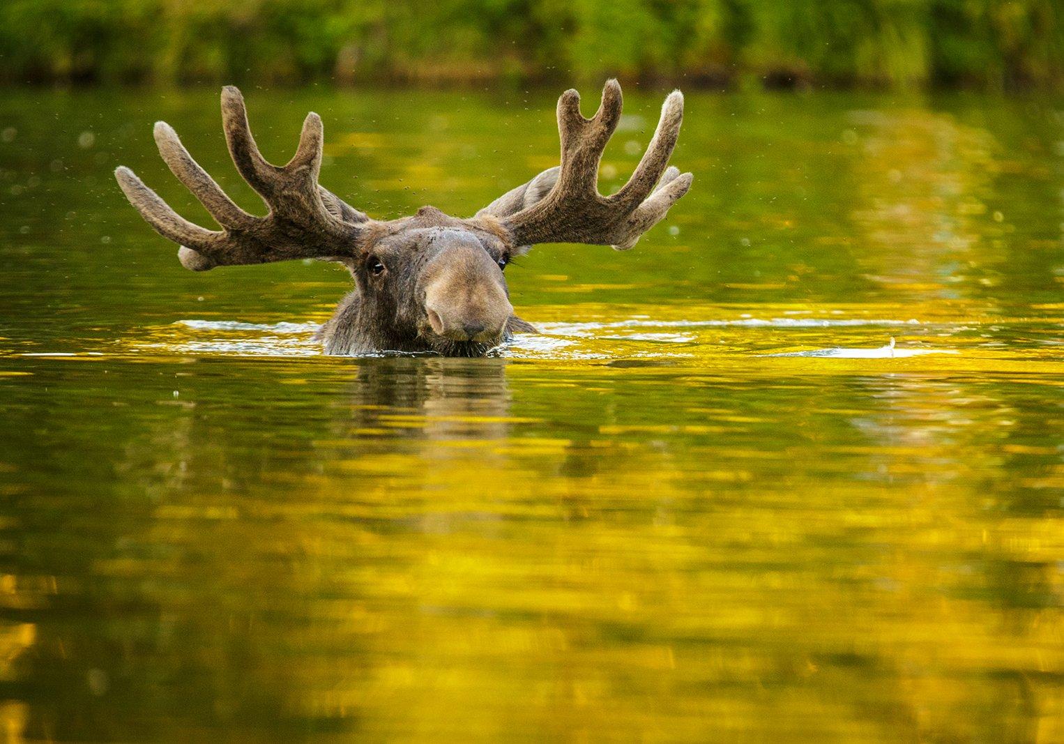 На Виноградаре в озере плавал лось. Фото: versiya.info