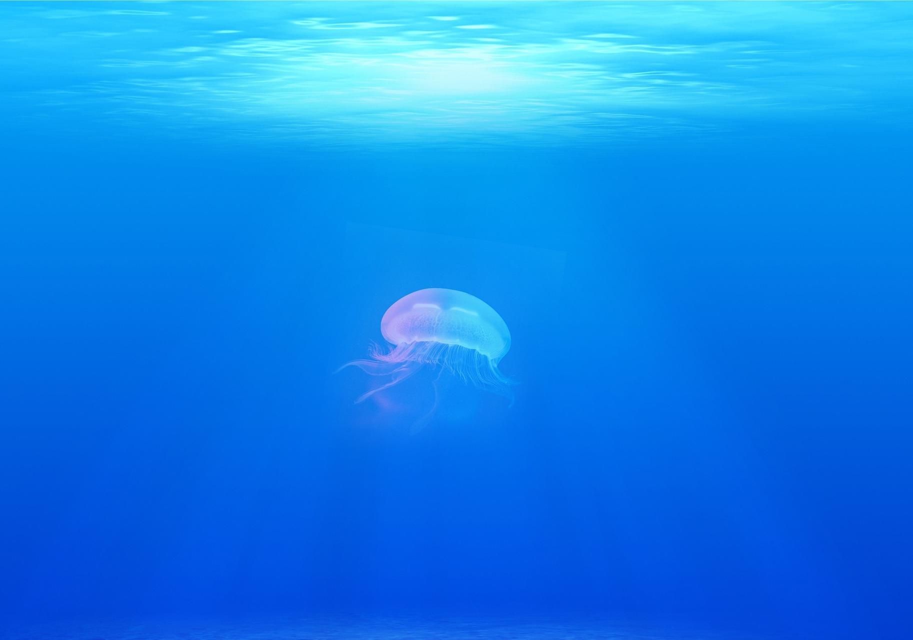 На Оболони появились медузы. Фото: pixabay.com