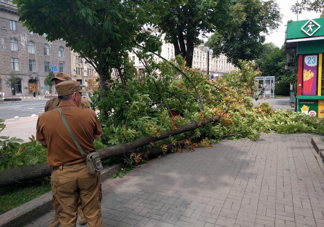 В центре Киева упал каштан. Фото: Большой Киев