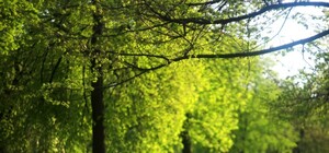 Работа кипит: на Воскресенке обустраивают новый сквер с садом