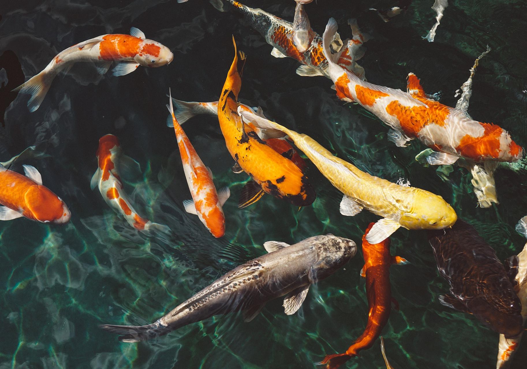 В Ореховатских прудах умерла рыба. Фото: pixabay.com