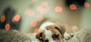 Пропавшего щенка одесситки нашли в продаже на Староконке: что ждет вора