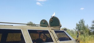 Видеофакт: на Журавлевке агрессивная компания разъезжала на БТР