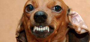 Хозяйка одобрила: в Одессе две таксы напали на ежика