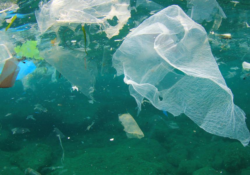 Новость - События - Почувствуй себя рыбой в океане мусора: киевский зоопарк зовет на экологическую акцию