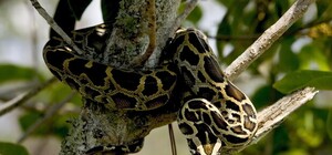 Ничего необычного: на ДВРЗ в лесу нашли питона