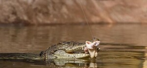 Новые питомцы: в Одесском биопарке появились крокодилы