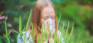 Начался сезон амброзии: как ее нужно уничтожать и куда звонить