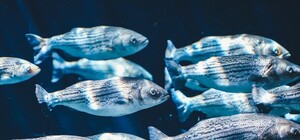 В одном из озер Святошинского района погибла вся рыба и раки