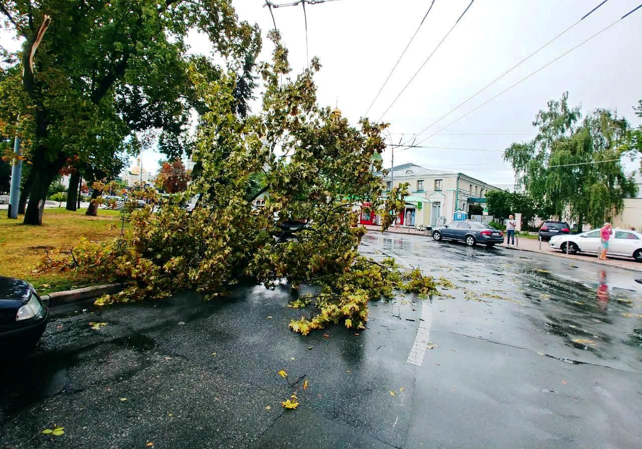 В Киеве ураган 8 августа повалил более 100 деревьев. Фото: Киевзеленстрой