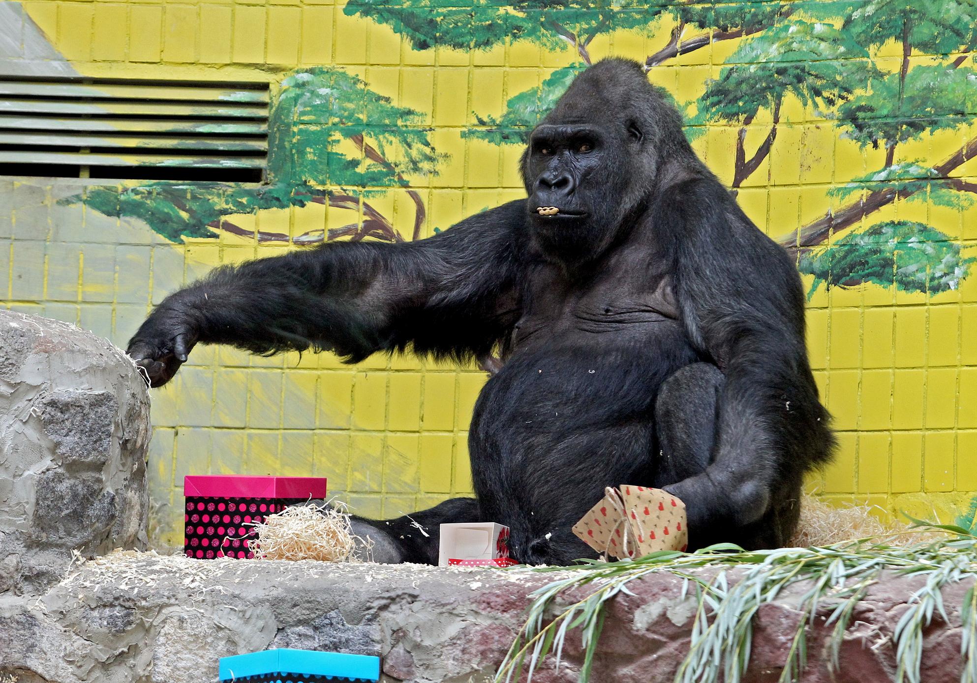 Как в Киевском зоопарке отметили День рождения гориллы Тони: фото