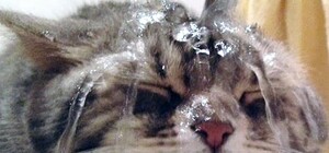 Вот это жара: в Киеве зарегистрирован температурный рекорд года