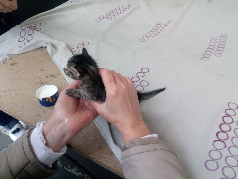 Новость - События - Спасатели разобрали киоск на Троещине ради котенка
