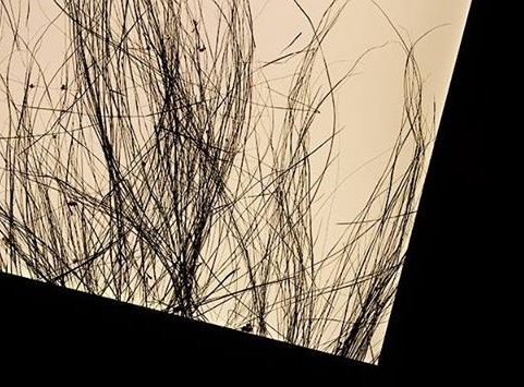 Афиша - Выставки - «Посттравматический (Herbarium)» Марии Прошковской