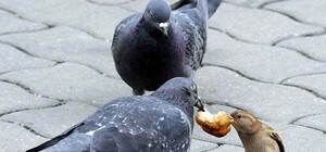 Доїдай сама: львів’янам заборонили годувати голубів