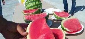 Фотофакт: в Киевскую область прибыла баржа с херсонскими арбузами