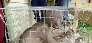 Счетчик Гейгера зашкалил: в пещере под Балаклавой нашли 2,5-метрового радиоактивного монстра