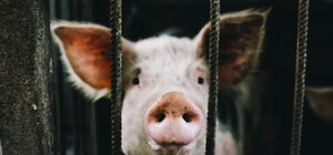 Сбежал Нуф-нуф: на проспекте Яворницкого ловили поросенка (видео)