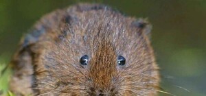 На Полтавщине мужчина умер после укуса водяной крысы: у него диагностировали лептоспироз