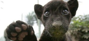 Полюбуйся: в экопарке под Полтавой родилась пантера