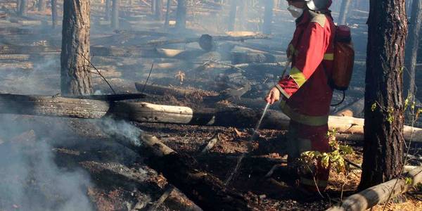 Новость - События - Отомстила: полиция поймала женщину, которая подожгла лес в Чернобыле