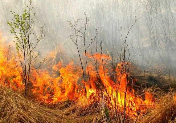 Новость - События - Цифра дня: сколько пожаров зафиксировано в пригороде Киева